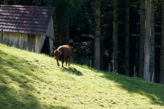 Tierischer Bewohner im Tiefenbachtal