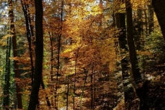 Herbst im Tiefenbachtal