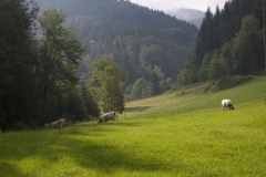 Im Tiefenbachtal_klein (1)